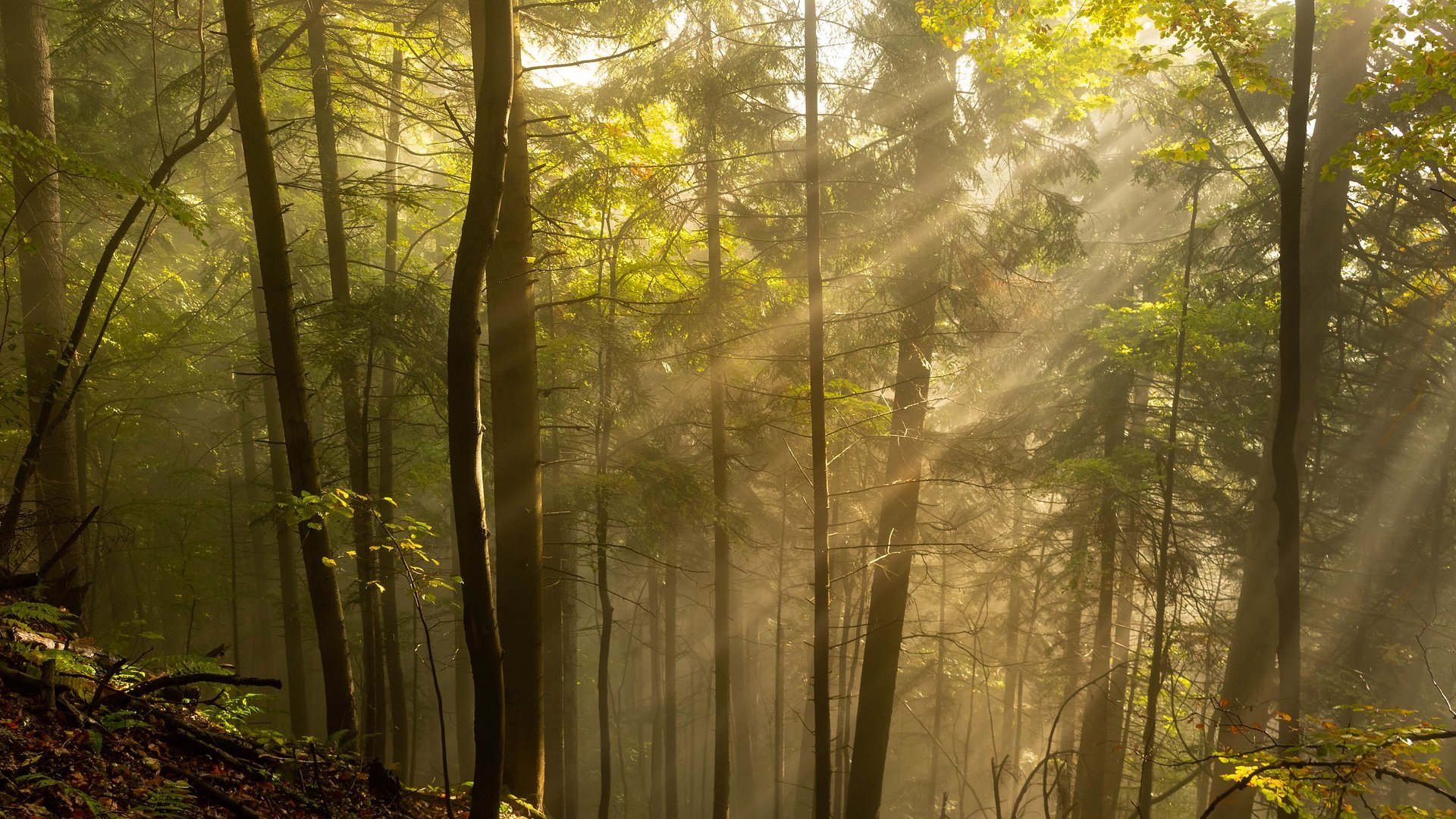 Les arbres